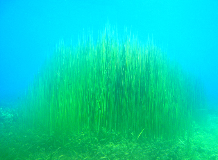 Immersione a Capo D''Acqua (AQ)